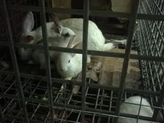 -刘小胖煎肉馆