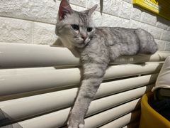 -平行世界·猫咖(首经贸店)