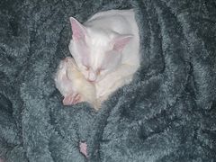 -佳雯宠物医院(金华南路分院)