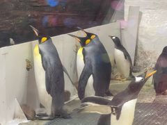 -大连圣亚海洋世界