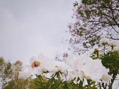 -洛阳市隋唐城遗址植物园