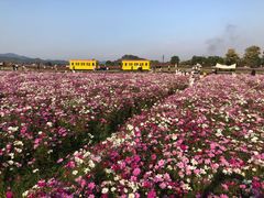 -径山花海