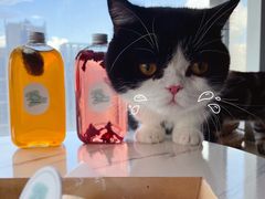 -Catmate·猫肥家润(金润铂宫店)
