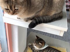 -喵屿·大理花园猫咖