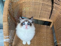 -Bastet sally猫舍购宠(静安店)