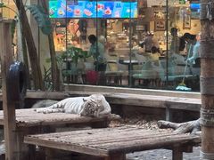 -麒麟中餐厅·经典粤菜·地道菜式老字号(广州长隆酒店)