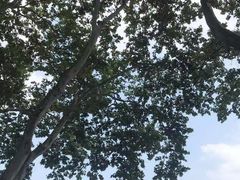 -西湖风景区十里琅珰-五云山