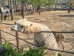 -大连森林动物园