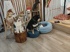-柴迷FANS CLUB·柴犬狗咖·猫咖