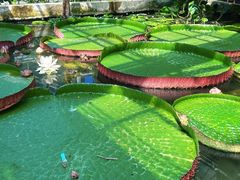 -北京植物园-展览温室