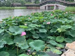 -西海子公园