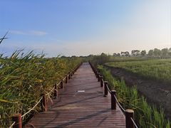 -西京湾花海