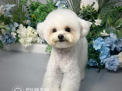 -BABIT巴比特宠物(MOMOPARK店)