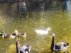 -长白岛森林公园