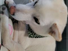 -柴务处·柴犬主题狗咖