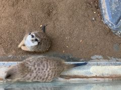 -森波拉奇妙世界