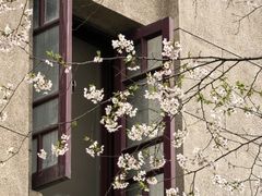 -武汉大学-樱园