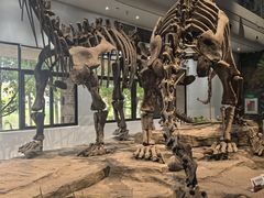 -自贡恐龙博物馆