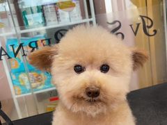 -车接车送·寄养洗护·德文猫舍(大宁店)