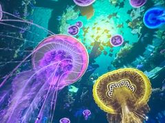 -海合安武汉极地海洋公园