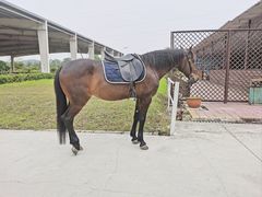 -重庆和泰马术俱乐部