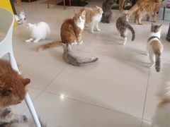 -平行世界·猫咖(首经贸店)