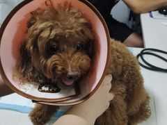 -西安京西宠物医院·瘫痪·疑难杂症