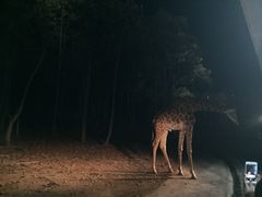 -清迈夜间动物园