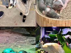 -正佳雨林生态植物园