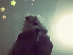-瑞派宠物医院·24小时骨科·心脏·核磁(哈尔滨南岗店)