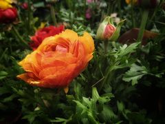 -杭州植物园