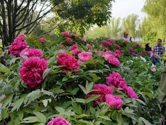 -莲花池公园