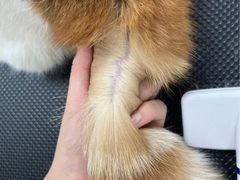 -唐小姐の猫狗洗护·购宠旗舰店(周浦万达店)