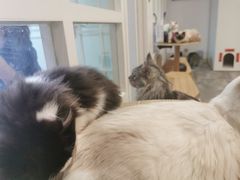 -楼上猫咖(罗湖店)