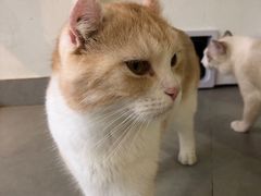 -Heymao猫咖.咖啡厅(东门店)