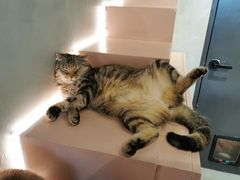 -猫儿山۰猫主题餐厅