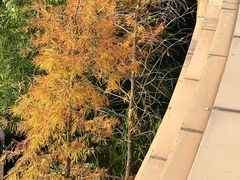 -云溪植物园