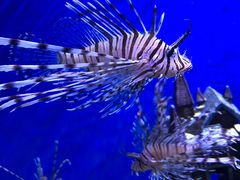 -芜湖新华联大白鲸海洋公园