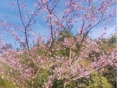 -初溪土楼群