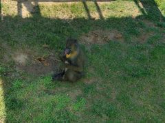 -西霞口神雕山野生动物世界