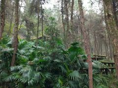 -铁山坪森林公园