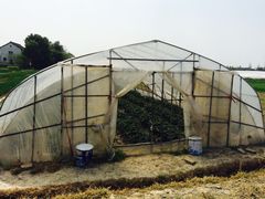 草莓棚-小鱼草莓采摘园农家乐·小鱼餐厅