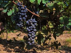 -北京张裕爱斐堡酒庄