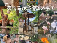 -灵玲国际马戏城