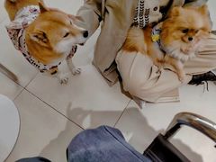 -怪兽屋·羊驼·猫咖·狗咖(俊华广场店)