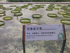 -荷花大观园
