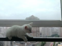 -伟伟宠物医院·CT影像中心·瑞派犬猫综合性门诊(汉口总院)