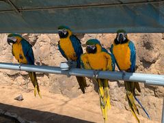 -西霞口神雕山野生动物世界