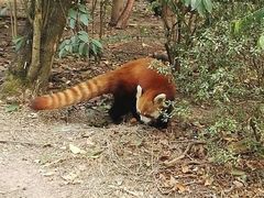 -都江堰中华大熊猫苑