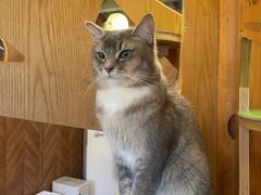 -MOCHA明星猫咖(田子坊店)